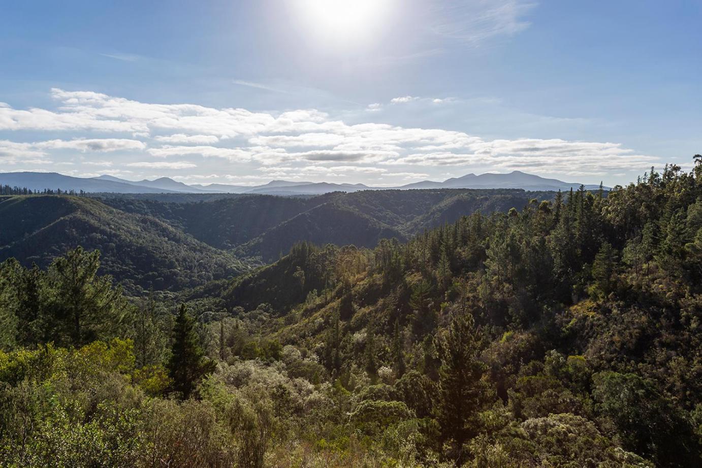 Forest Valley Cottages Knysna Buitenkant foto